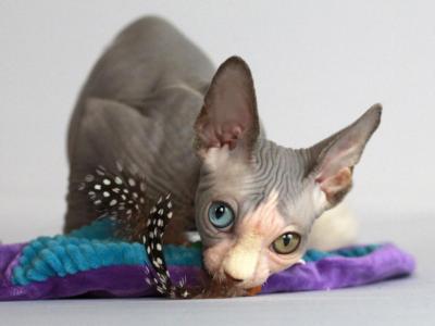 Anubis ODD EYE - Sphynx - Gallery Photo #1