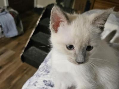 Bluey Available NOW - Siamese - Gallery Photo #1