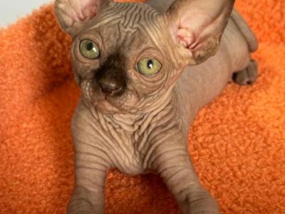 Hershey Chocolate Male - Sphynx - Gallery Photo #1