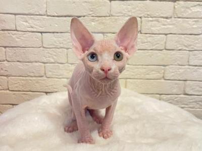 Venus Odd Eye - Sphynx - Gallery Photo #1