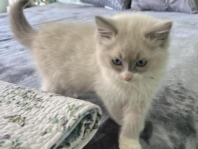 Ragdoll Male Lavender Collar - Ragdoll - Gallery Photo #1