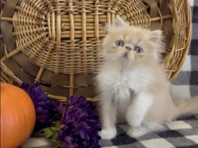 Fred The Cream And White Persian Male - Persian - Gallery Photo #1