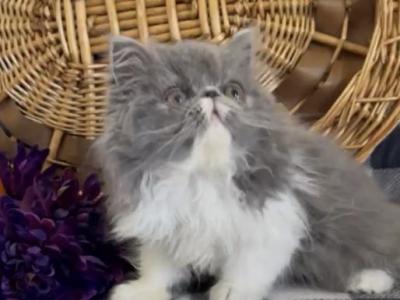 Felix The Blue And White Persian Male - Persian - Gallery Photo #1