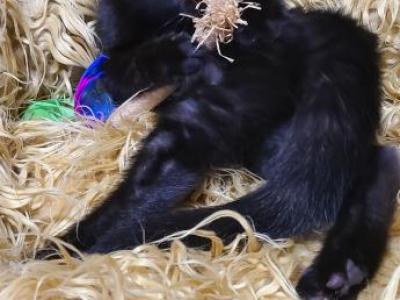 Black Kittens - Ragdoll - Gallery Photo #1