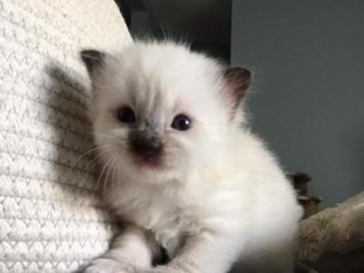 Kittens - Ragdoll - Gallery Photo #1