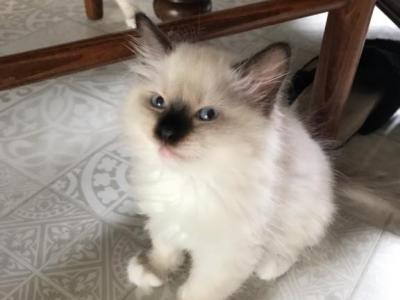 Kittens - Ragdoll - Gallery Photo #1