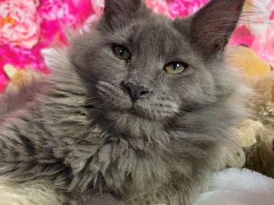 Nadia Blue Smoke - Maine Coon - Gallery Photo #1