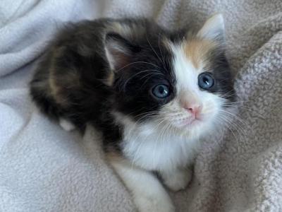 Ragdoll Calico Mixed - Ragdoll - Gallery Photo #1