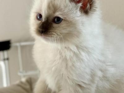 Junie - Ragdoll - Gallery Photo #1