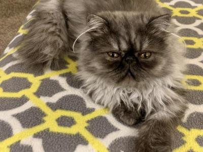 Topnotchofme Molly - Persian - Gallery Photo #1