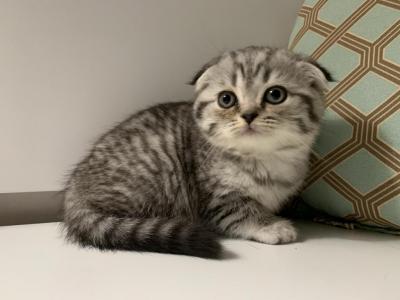 Baby Potato - Scottish Fold - Gallery Photo #1