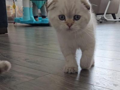 White Scottish - Scottish Fold - Gallery Photo #1