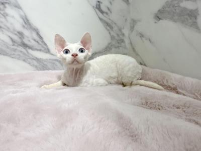 Male Devon Rex White Blue Eyes - Devon Rex - Gallery Photo #1