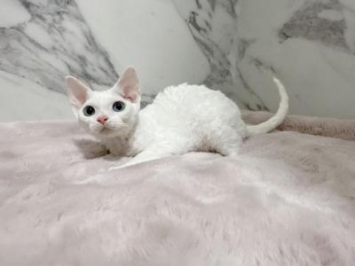 Female Devon Rex Blue Eyes - Devon Rex - Gallery Photo #1