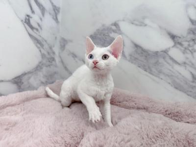 Odd Eyes Male Devon Rex - Devon Rex - Gallery Photo #1