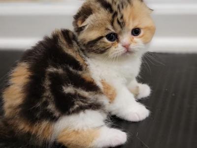 Bella - Scottish Fold - Gallery Photo #1