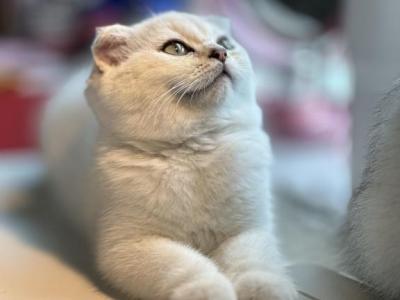 Bear - Scottish Fold - Gallery Photo #1