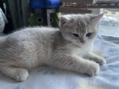 Nana - British Shorthair - Gallery Photo #1