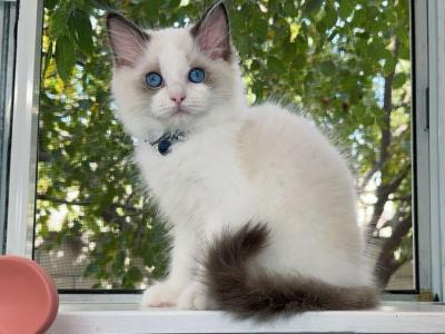 R042 - Ragdoll - Gallery Photo #1