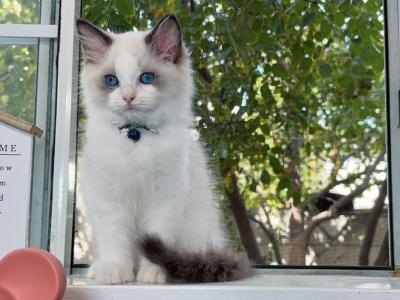 R042 - Ragdoll - Gallery Photo #1