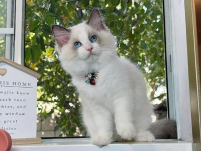 R041 - Ragdoll - Gallery Photo #1