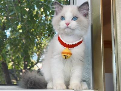 R043 - Ragdoll - Gallery Photo #1