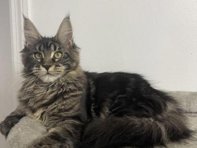 Freya - Maine Coon - Gallery Photo #1