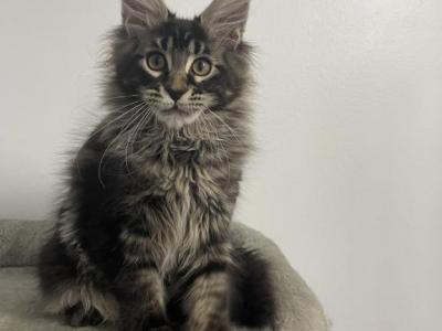 Thor - Maine Coon - Gallery Photo #1