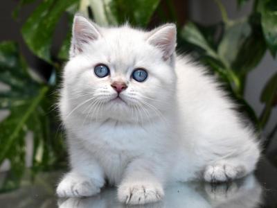 Blue Point Blue Eyes - British Shorthair - Gallery Photo #1