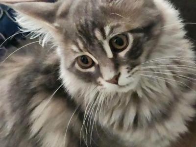 Alice - Maine Coon - Gallery Photo #1