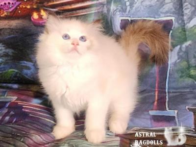 Clara Seal Tortie Point Ragdoll Girl - Ragdoll - Gallery Photo #1