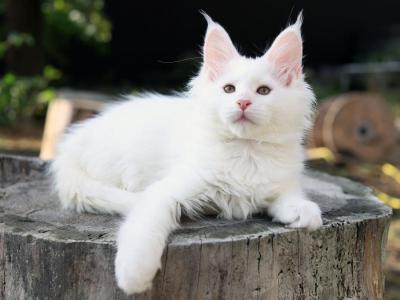 Pearl Maine Coon Female - Maine Coon - Gallery Photo #1