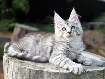 Like Maine Coon Male - Maine Coon - Gallery Photo #1