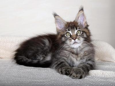 Elizabet Maine Coon Female - Maine Coon - Gallery Photo #1