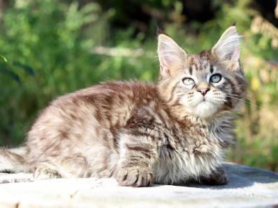 Katerina Maine Coon Female - Maine Coon - Gallery Photo #1