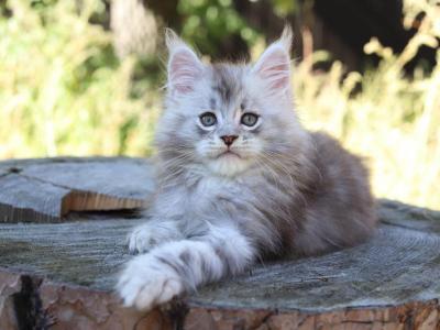 Pixie Bob Maine Coon Male - Maine Coon - Gallery Photo #1