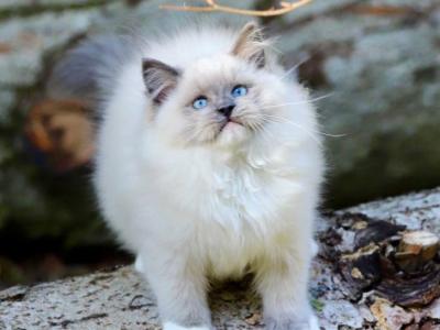 Bazz Ragdoll Male - Ragdoll - Gallery Photo #1