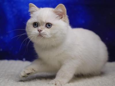 Kira British Female - British Shorthair - Gallery Photo #1