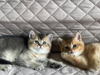 Sky's Litter - Scottish Fold - Gallery Photo #1