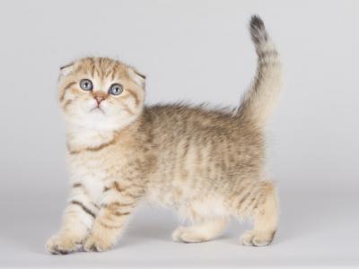 Tien Shan Scottish Fold Female - Scottish Fold - Gallery Photo #1