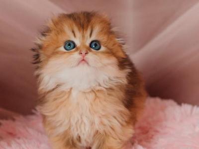 Multik Scottish Fold Highland Male - Scottish Fold - Gallery Photo #1