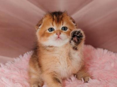 Milan Scottish Fold Male - Scottish Fold - Gallery Photo #1