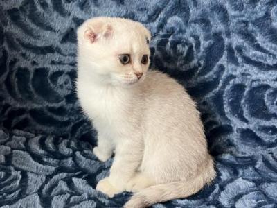 Milo - Scottish Fold - Gallery Photo #1