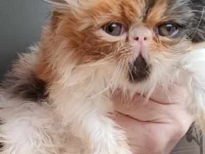 Show Potential Cfa Calico Persian Kitten - Persian - Gallery Photo #1