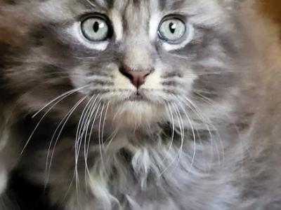 Greenjack North Carolina - Maine Coon - Gallery Photo #1