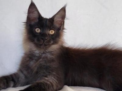 Greenjack Apex - Maine Coon - Gallery Photo #1