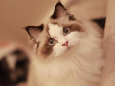 Coco - Ragdoll - Gallery Photo #1