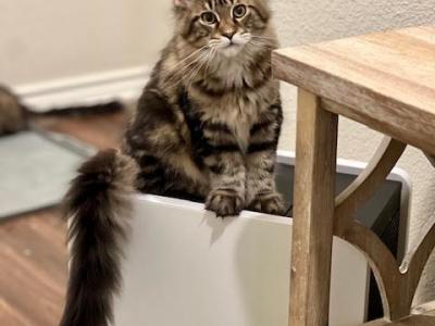 Purebred Maine Coon Kitten - Maine Coon - Gallery Photo #1