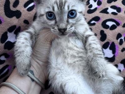 Aria's Snow Lynx - Bengal - Gallery Photo #1