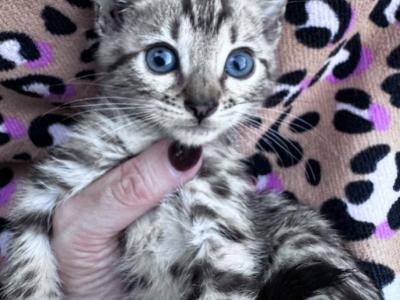 Aria's Little Mink - Bengal - Gallery Photo #1